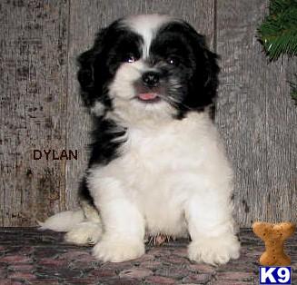 Coton De Tulear Puppies for Sale
