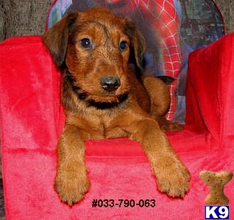 Irish Terrier Puppies for Sale