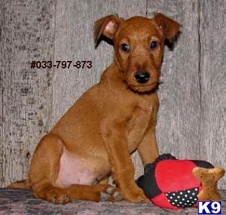 Irish Terrier Puppies for Sale