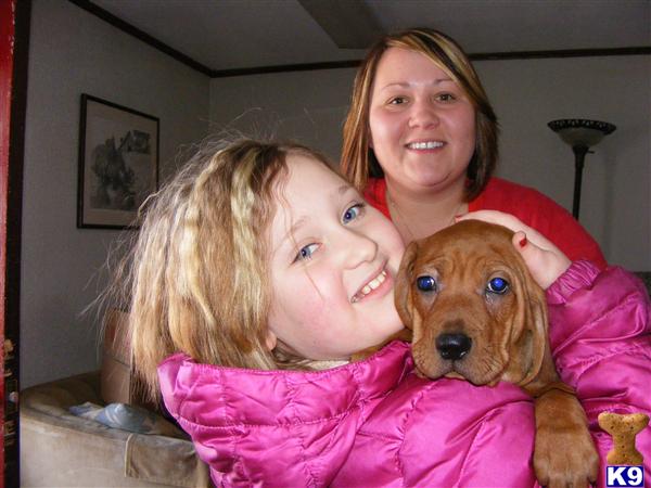 Puppies in NH