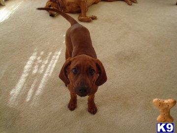 Puppies in NH