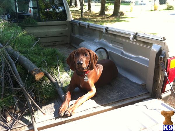 Puppies in NH