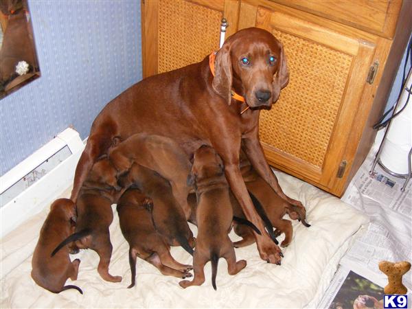 Puppies in NH