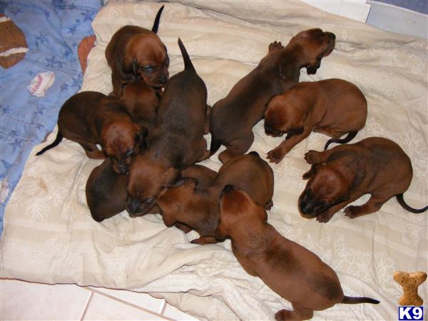 Puppies in NH