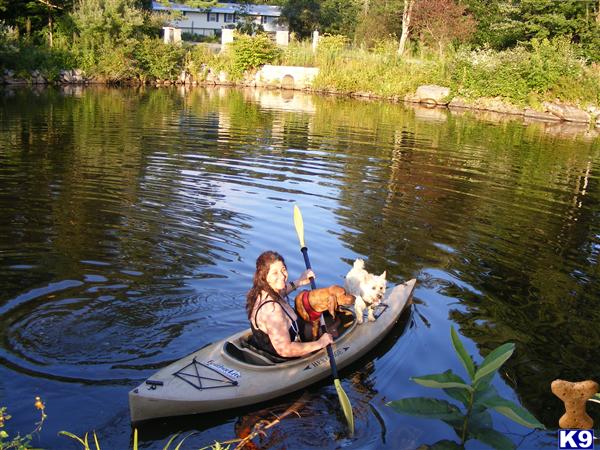 Puppies in NH