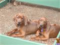 Redbone Coonhound 