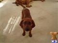 Redbone Coonhound 
