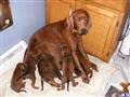 Redbone Coonhound 