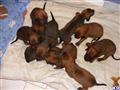 Redbone Coonhound 