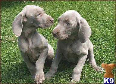 Weimaraner Puppies