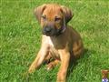 Rhodesian Ridgeback