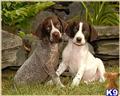 German Shorthaired Pointer