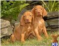 Vizsla