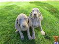 Weimaraner