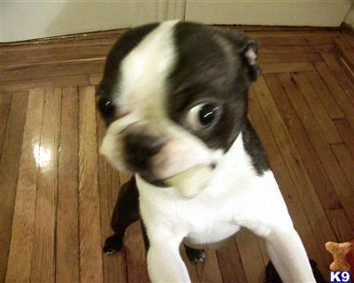 Stud Dogs - Boston Terrier