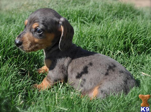 Puppies in NM