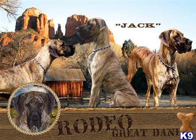 Stud Dogs - Great Dane