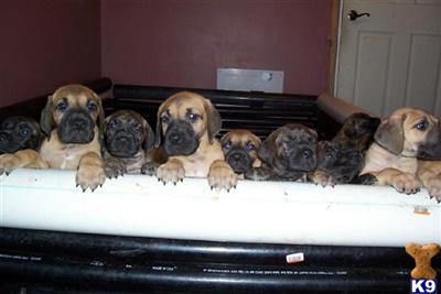 Great Dane Puppies for Sale