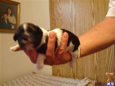 Shih Tzu Puppies in FL
