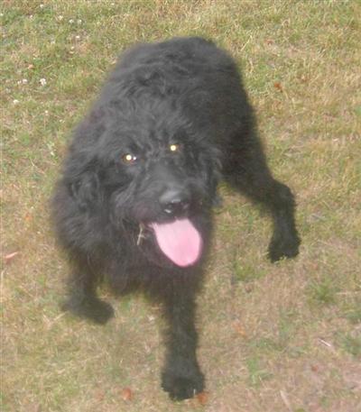 Dogs - Labradoodle