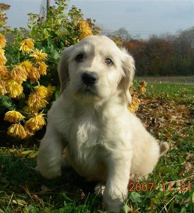 Goldendoodles Puppies for Sale
