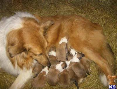 Collie Puppies for Sale