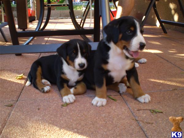 Bernese Mountain Dog Puppies