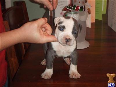 American Pit Bull Puppies in FL