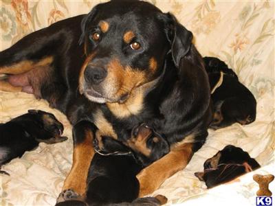 Puppies in OR