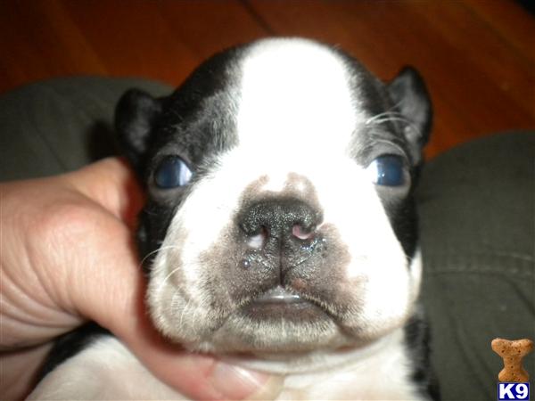 Boston Terrier Puppies in FL
