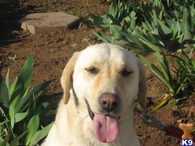 Dogs for Sale in CA