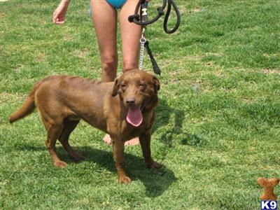 Rescue Dogs