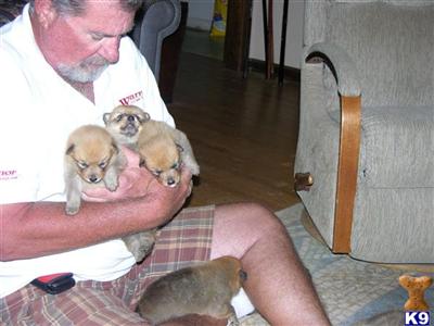 Finnish Spitz Puppies for Sale