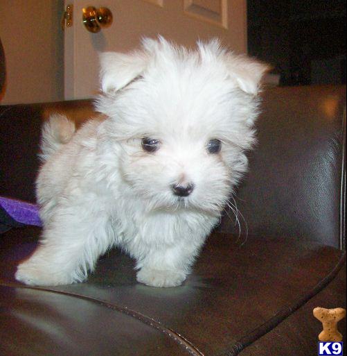 Puppies for Adoption
