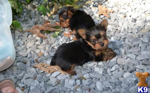 Puppies for Adoption