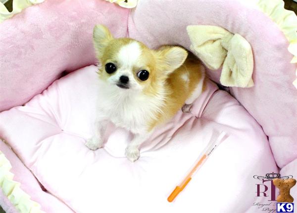 Chihuahua Puppies in TX