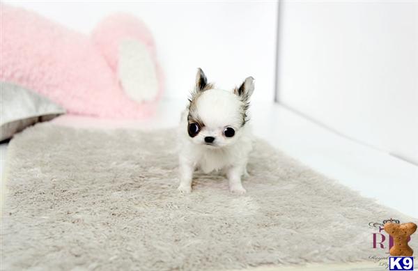 Chihuahua Puppies in TX
