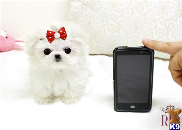 Maltese Puppies