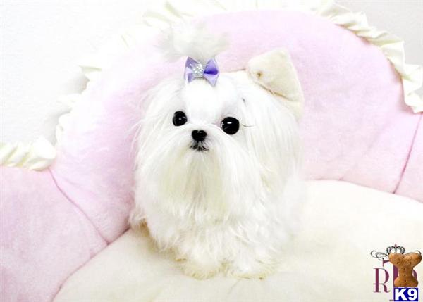 Dogs for Sale in TX