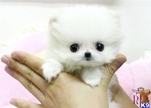how much for a teacup pomeranian teacup pomeranian puppies how much for a teacup pomeranian teacup pomeranian puppies