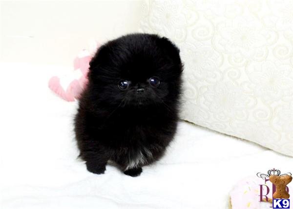 Small Dogs