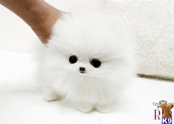 Pomeranian Puppies
