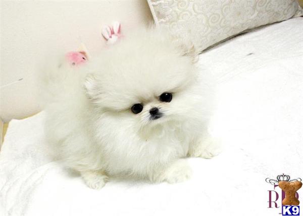 royal pomeranian puppies pomeranian puppy for sale royal teacup pomeranian puppy 7 years royal pomeranian puppies pomeranian puppy for sale royal teacup pomeranian puppy 7 years
