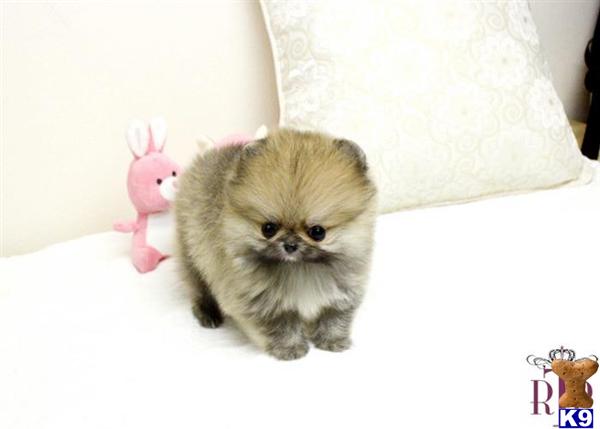 how much is a teacup pomeranian pin japanese spitz by daesdaemar on how much is a teacup pomeranian pin japanese spitz by daesdaemar on