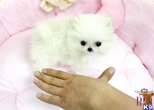 royal pomeranian puppies pomeranian puppy for sale royal teacup pomeranian puppy 7 years royal pomeranian puppies pomeranian puppy for sale royal teacup pomeranian puppy 7 years