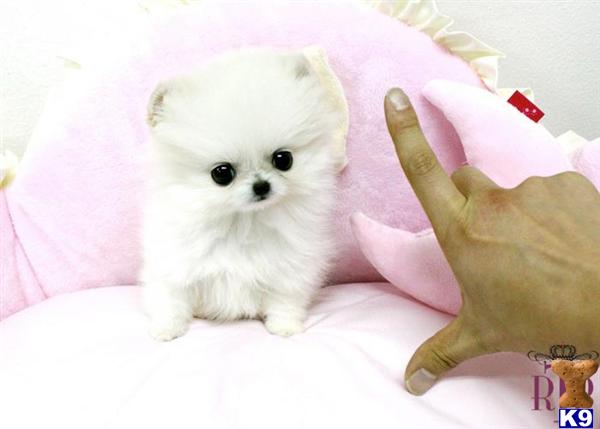 teacup pomeranian puppies for sale san antonio birds for sale in san antonio tx teacup pomeranian puppies for sale san antonio birds for sale in san antonio tx