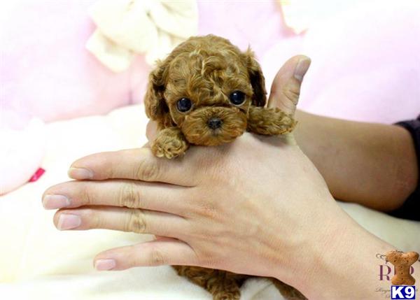 Puppies in Houston