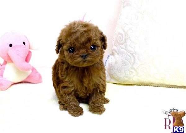 Small Dogs