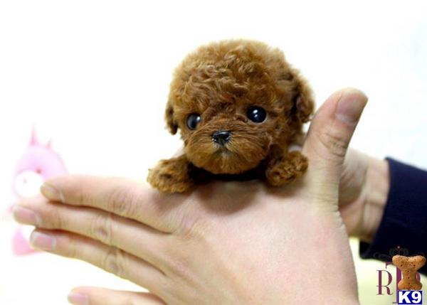 Poodle Puppies