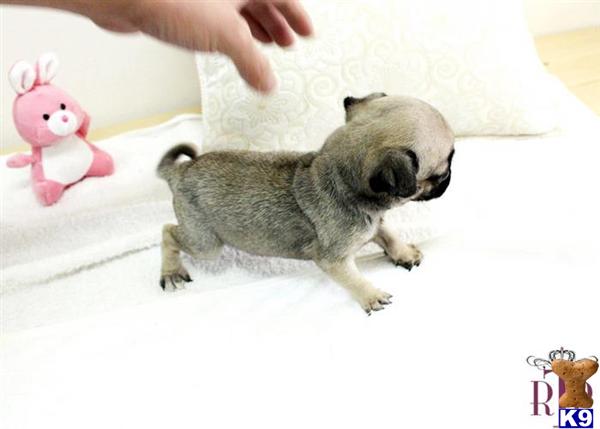 teacup pug information teacup pug information breeds picture teacup pug information teacup pug information breeds picture